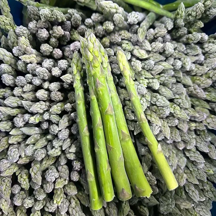 Espárragos verdes conxelados seleccionados para a subministración consistente de ingredientes e servizos de alimentación