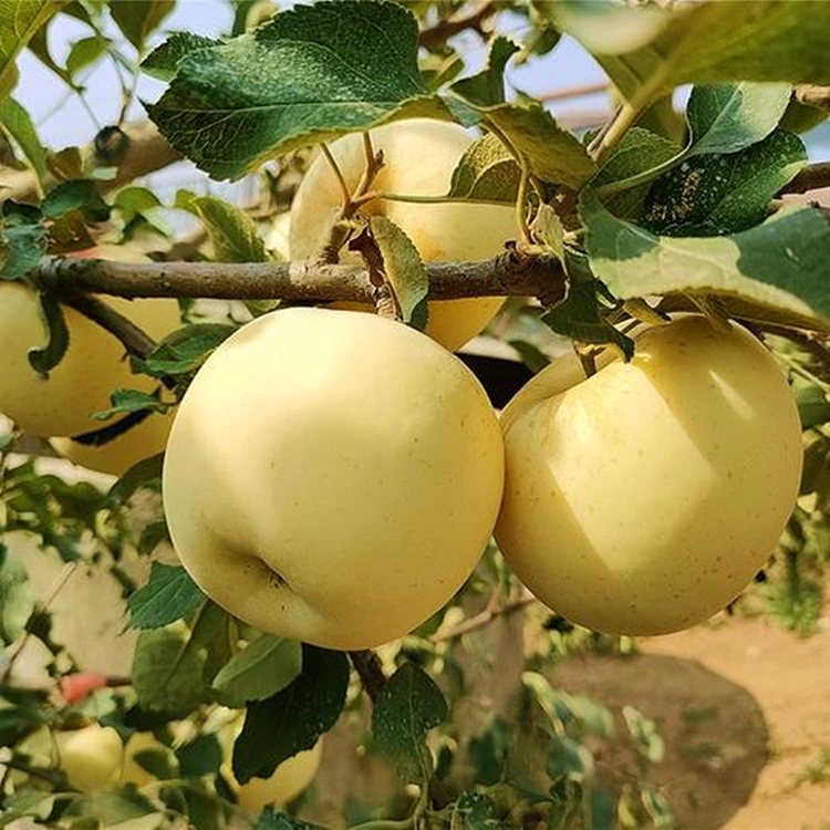 Mazás Golden Delicious frescas