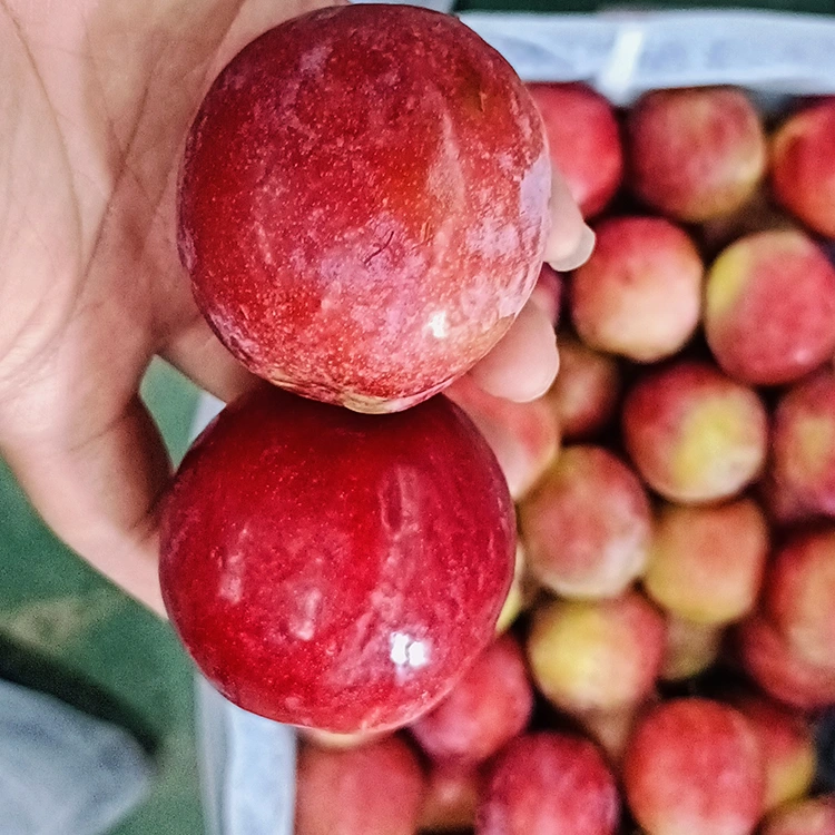 Ameixa vermella doce fresca Meiyi