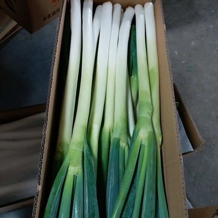Cebola verde cultivada naturalmente