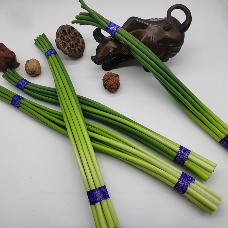 Scapes de allo fresco premium