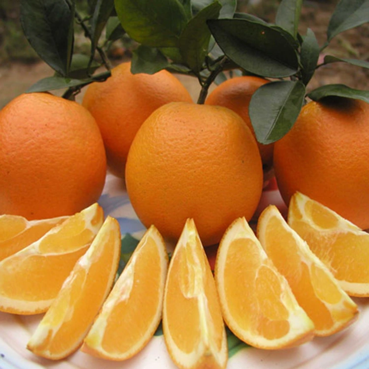 Laranxas navel doces e suculentas frescas premium