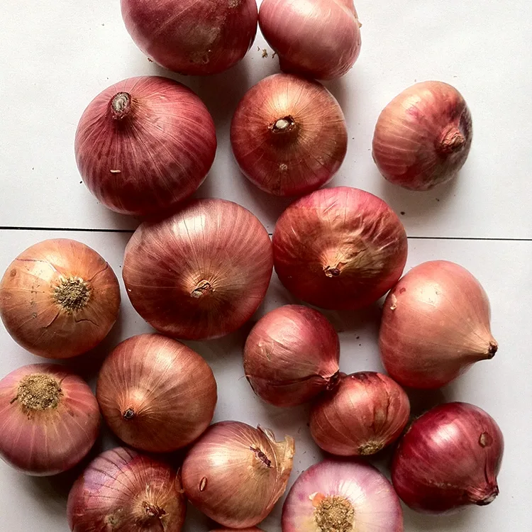 Cebola vermella fresca premium