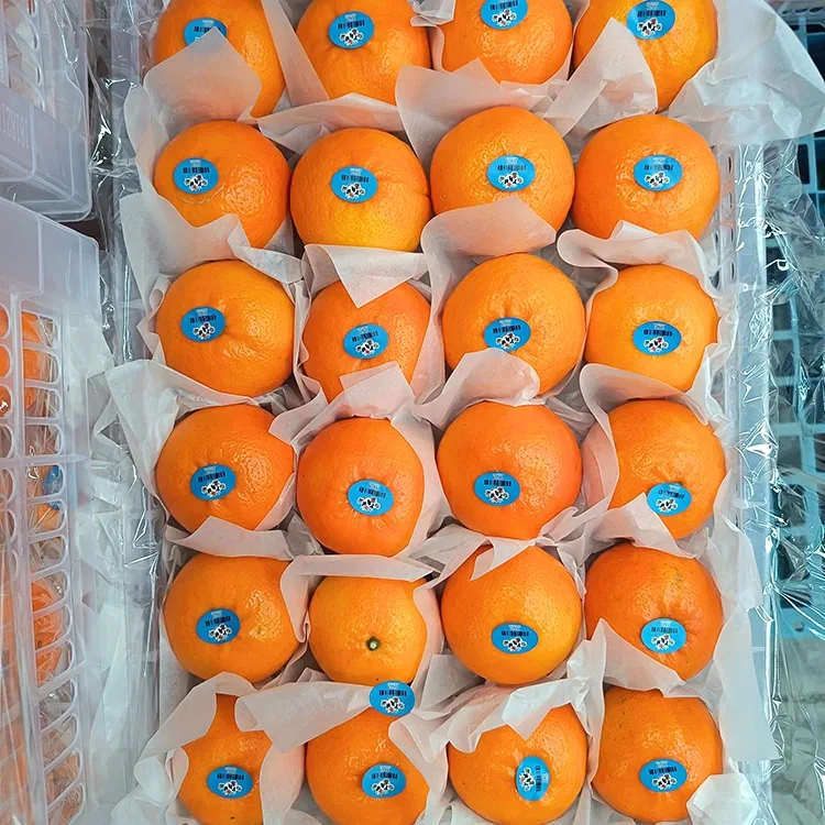 Mandarinas doces Wogan frescas de alta calidade