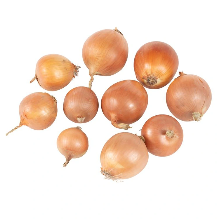 Cebola amarela fresca premium