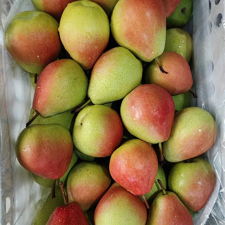 Pera vermella de xullo escollida a man de alta calidade