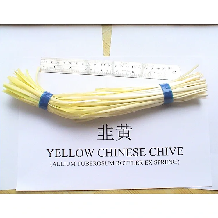 Ceboliño Amarelo Tenro